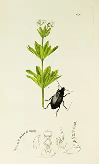 Mainland: Curtis British Entomology Plate 184