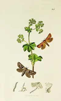 Mantle: Curtis British Entomology Plate 185