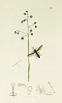 Quaker: Curtis British Entomology Plate 186