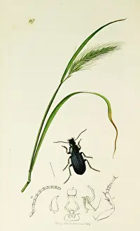 Lepidus: Curtis British Entomology Plate 187