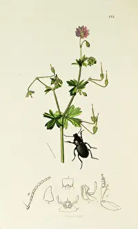 Seems: Curtis British Entomology Plate 188