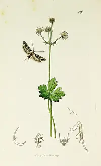 Europaea: Curtis British Entomology Plate 189