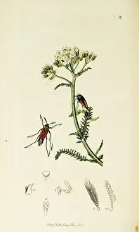 Wasps: Curtis British Entomology Plate 19