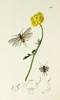 Europaeus: Curtis British Entomology Plate 190