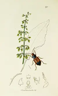 Pratensis: Curtis British Entomology Plate 191