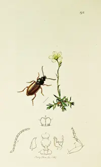 Saxifraga: Curtis British Entomology Plate 192