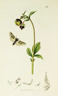 Poplar: Curtis British Entomology Plate 193