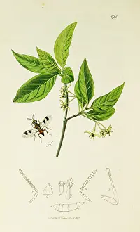 Spindle: Curtis British Entomology Plate 194