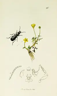 Mainland: Curtis British Entomology Plate 196