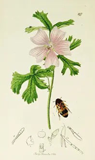 Moschata: Curtis British Entomology Plate 197
