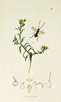 Wasps: Curtis British Entomology Plate 198