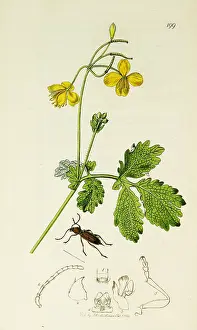 Mainland: Curtis British Entomology Plate 199
