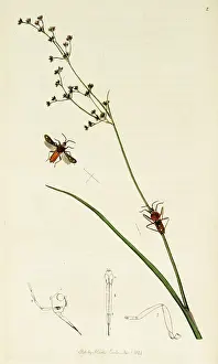 Mainland: Curtis British Entomology Plate 2