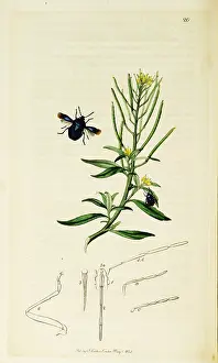 Hemiptera: Curtis British Entomology Plate 20