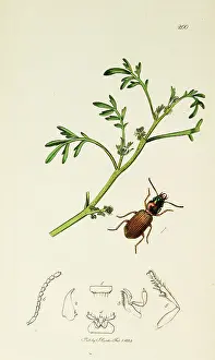 Cress: Curtis British Entomology Plate 200