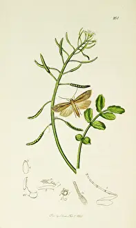 Senta: Curtis British Entomology Plate 201