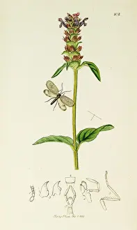 Prunella: Curtis British Entomology Plate 202