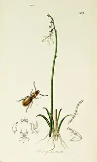 Marinus: Curtis British Entomology Plate 203