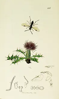 Thistle: Curtis British Entomology Plate 206