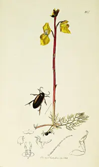 Bladder: Curtis British Entomology Plate 207