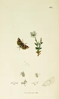 Walkers: Curtis British Entomology Plate 209