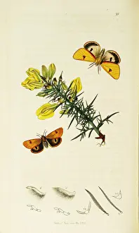 Scanned: Curtis British Entomology Plate 21