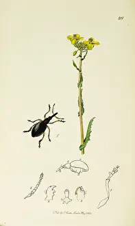 Cabbage: Curtis British Entomology Plate 211