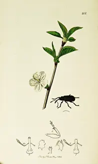 Prunus: Curtis British Entomology Plate 212