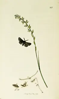 Muslin: Curtis British Entomology Plate 213