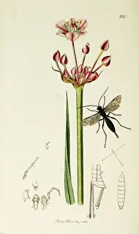 Umbellatus: Curtis British Entomology Plate 214
