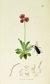 Cyaneus: Curtis British Entomology Plate 215
