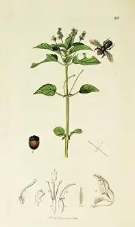 Annua: Curtis British Entomology Plate 218