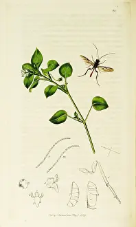 Stellaria: Curtis British Entomology Plate 22