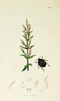 Gentian: Curtis British Entomology Plate 220