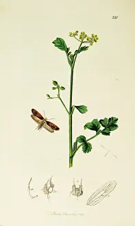 Sativa: Curtis British Entomology Plate 221