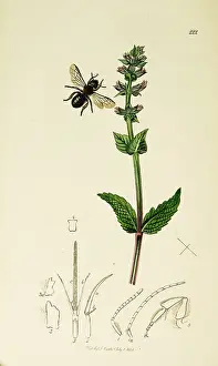 Salvia: Curtis British Entomology Plate 222