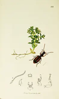 Arenaria: Curtis British Entomology Plate 223