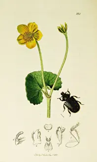 Palustris: Curtis British Entomology Plate 224
