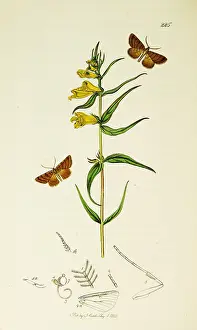 Looper: Curtis British Entomology Plate 225