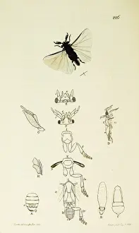 Dalian: Curtis British Entomology Plate 226
