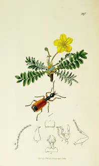 Potentilla: Curtis British Entomology Plate 227