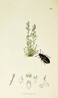 Bronzed: Curtis British Entomology Plate 228