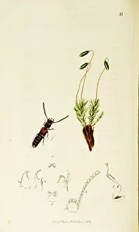 Staphylinus: Curtis British Entomology Plate 23