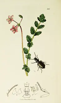 Hemlock: Curtis British Entomology Plate 231