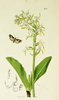 Knot: Curtis British Entomology Plate 233