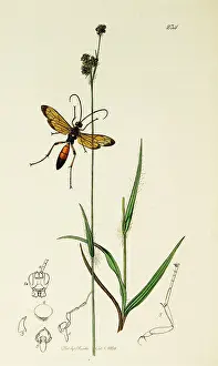 Deaths: Curtis British Entomology Plate 234