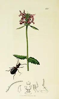 Officinalis: Curtis British Entomology Plate 235