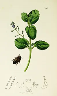 Water Beetle: Curtis British Entomology Plate 236