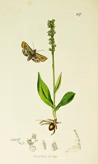 Underwing: Curtis British Entomology Plate 237