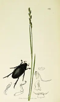 Water Beetle: Curtis British Entomology Plate 239
